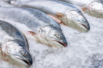 Shop window with fish products. Fresh chilled salmon in whole carcasses lies on ice crumbs.