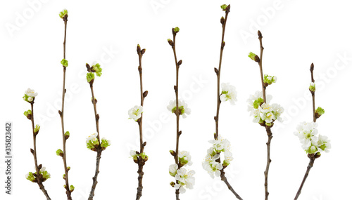 Fotografía Spring cherry blossoms flowers on branch isolated on white background with clipp