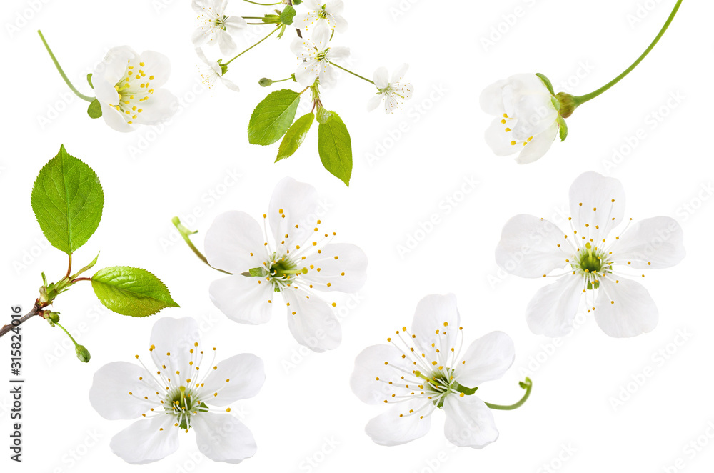 Cherry flower isolated on white background. Set of spring blooming cherry blossom, branch and green leaves, close-up - obrazy, fototapety, plakaty 