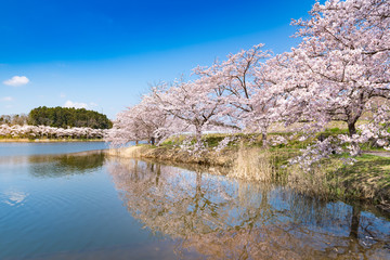 Wall Mural - 宮城平筒沼ふれあい公園満開の水鏡の桜並木