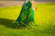 Peacock In Barcelona, Spain. Barcelona Is Known As An Artistic City Located In The East Coast Of Spain..