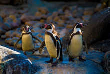 Penguins In Barcelona, Spain. Barcelona Is Known As An Artistic City Located In The East Coast Of Spain..