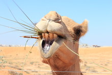  Portrait Of A Camel Chewing On Grass In The Desert On The Outskirts Of Dubai