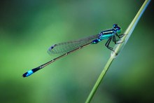 Big Eye Dragonfly Photo With Green Soft Blur Background