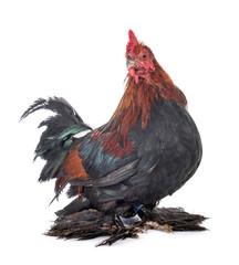 Wall Mural - Booted Bantam in studio