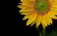 Part Of A Beautiful Sunflower Blooming On Black Background