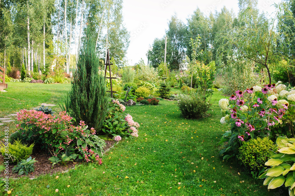 summer garden view with blooming perennials, Hydrangea paniculata, conifers, hostas. Cottage garden style - obrazy, fototapety, plakaty 