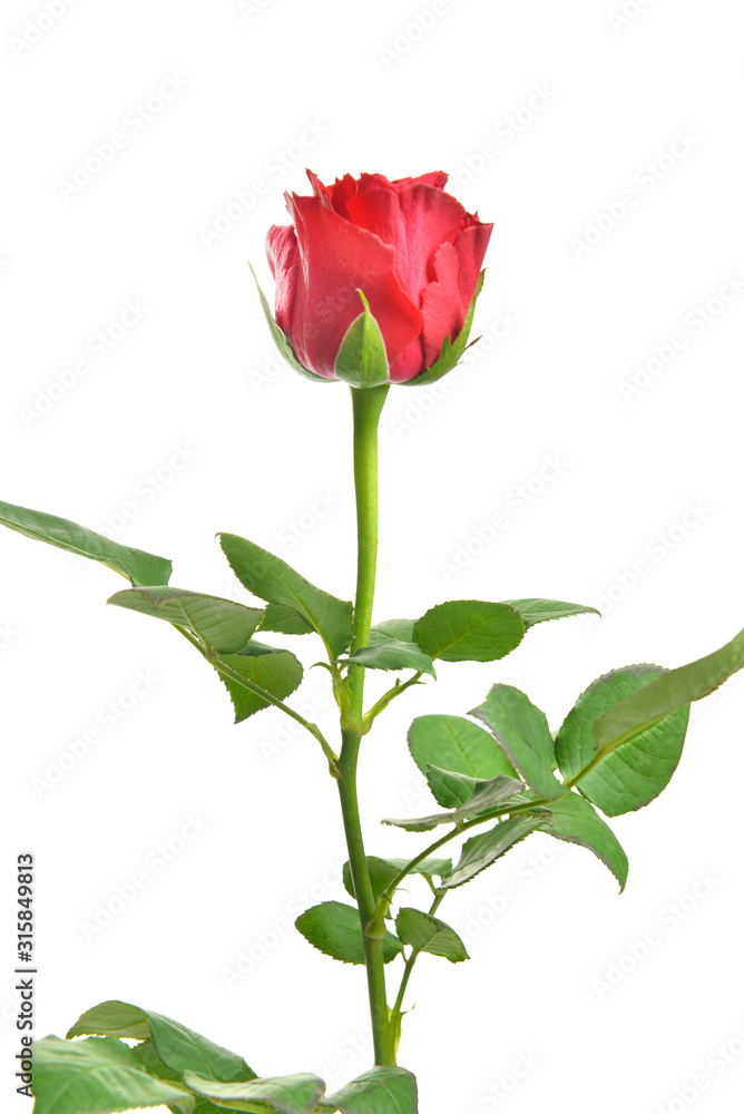 Beautiful rose flower on white background