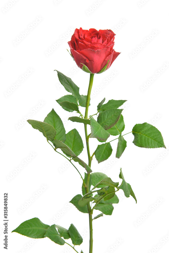 Beautiful rose flower on white background