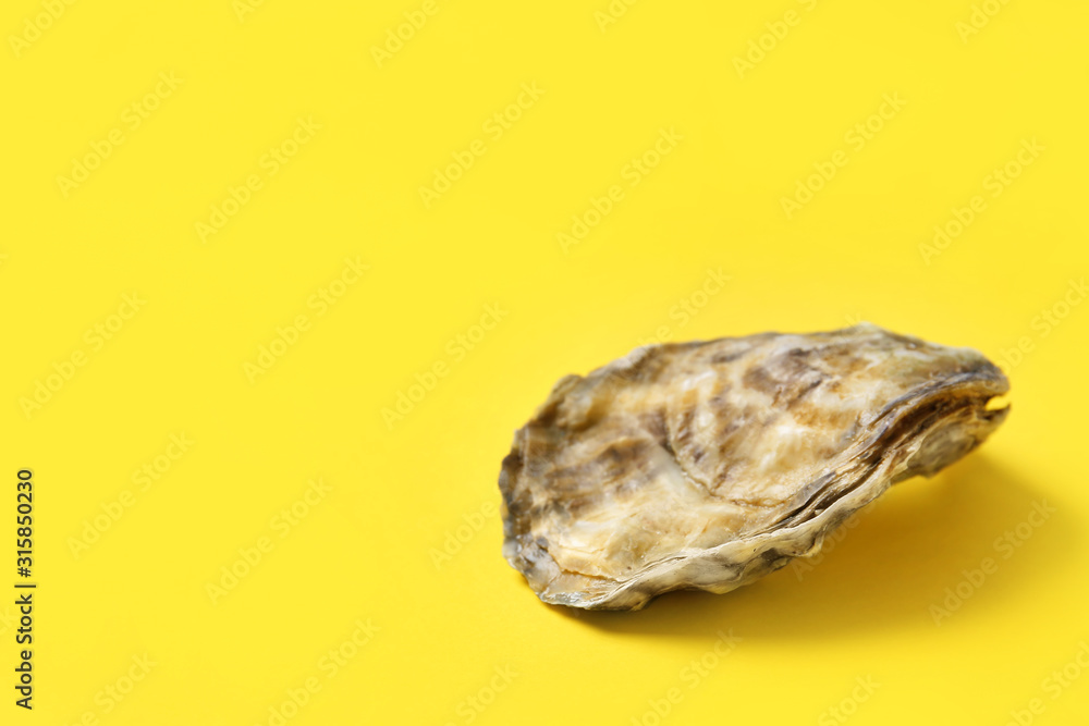 Tasty oyster on color background
