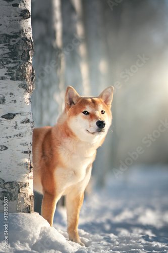 Fototapeta na szkło Pies Shiba Inu w zimie