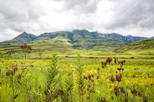 The Green Mountains Of Maloti Drakensberg Park With Focus On The Grasses And Flowers In The Foreground, South Africa