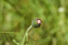 PrebloomTexas Thistle Bud In Field (Cirsium Texanum)