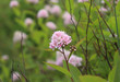 Inflorescences of pale pink flowers among the greenery of the shrub. Hedgerow. Gardening. Selective focus. Spring flowers.