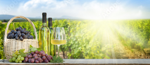 Obraz winogrona  kolorowe-winogrona-w-koszu-biale-wino