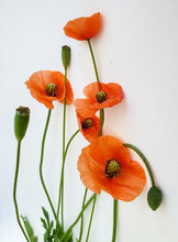 Poppies Isolated On White Background