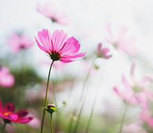 Cosmos Flower Blooming In Garden With Sunshine