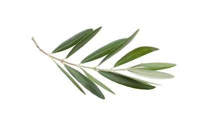 fresh olive branch leaves isolated on white background