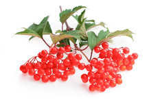 Viburnum (viburnum Opulus) Berries With Its Leaves Isolated On White. Bunches Of Red Viburnum Berries On A Branch.