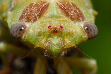 Wall Mural - Young cicada just out of the exuvia