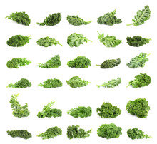 Set Of Fresh Green Kale Leaves On White Background