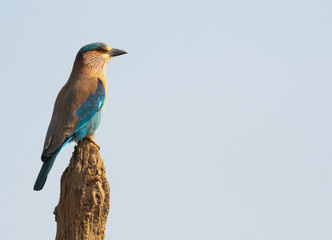 Wall Mural - An Indian roller perched in Bandhavgarah National Park, India. The bird was formerly locally called the Blue Jay. It is a member of the roller family of birds.