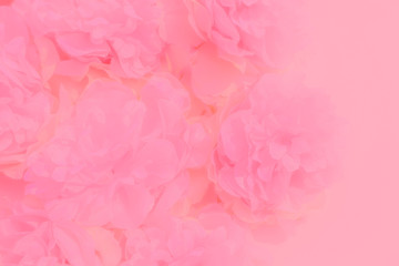 Wall Mural - Beautiful abstract color white and pink flowers on white background and white flower frame and orange leaves background texture, flowers banner, love pink background, colorful banner happy valentine