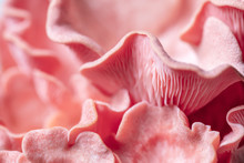 Pleurotus Djamor Fruiting Body, Macro Details Of Pink Oyster Mushrooms