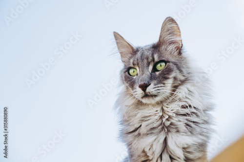 Portrait D Un Chat Angora Main Coon Foto De Stock Adobe Stock Portrait D Un Chat Angora Main Coon Foto De Stock Adobe Stock
