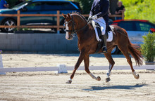 Horse Dressage During A "heavy Dressage Test" Changes Through The Whole Course In A Strong Trot, Photographed In The Limbo Phase..