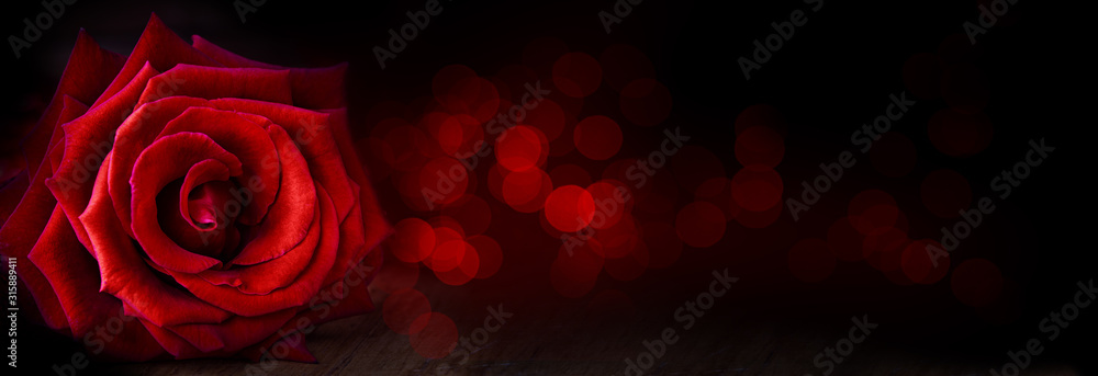  Abstract flower banner with red rose on black background, bokeh lights - Valentines, Mothers day, anniversary concept - obrazy, fototapety, plakaty 