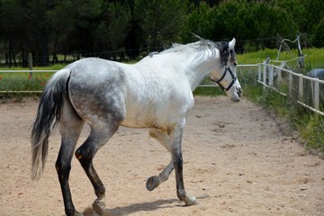 Wall Mural - one white horse