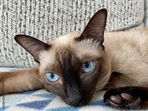 Fotografía The blue eyes of siamese cat scouting you in Thailand