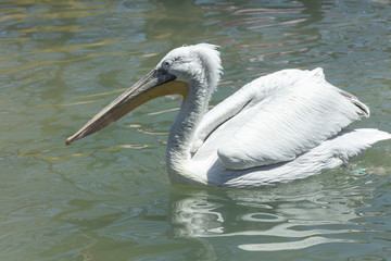 Wall Mural - pelican has spotted something while he floats in the bay