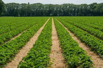 Strawberry fields, strawberry plants in rows growing on  farm on open air