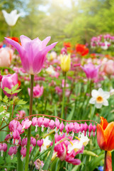 View at beautiful Keukenhof park flower lawns under blue sky during annual exhibition