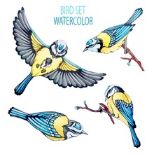 Set Bird Elements For Spring Holliday, Festival. Vector Stock Illustration In Vintage, Watercolor Hand Draw Style. Collection Blue Tit Fly, Perched On Branch, Birdwatching On White Isolated Background