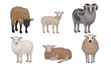 Farm Cattle With Hornes And Wooly Coat Vector Set