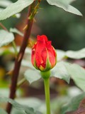 Fototapeta Tulipany - Rose plantation in Ecuador. Red Roses