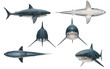 Multiple angle views of great white shark   with 6 different view isolated white background 3d rendering
