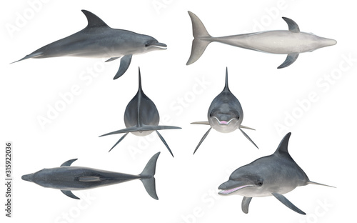 Cuadros en Lienzo Multiple angle views of bottlenose dolphin with 6 different view isolated white