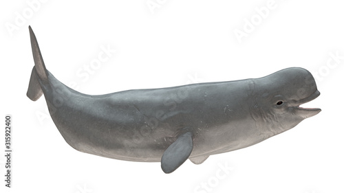 Fotografía Beluga whale smiling right side tail up view isolated on white background ready