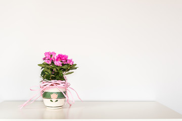 Wall Mural - Pink azalea flower blooming in a pot standing on the white background..