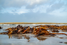 Seaweed Lying On Portnoo Beach In County Donegal After Storm Brendan