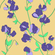 Vector seamless pattern with hand drawing sweat pea flower, colorful botanical illustration, floral elements, hand drawn repeatable background. Artistic backdrop.
