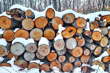 A Background Of Fresh Cut Timber In The Winter Forest