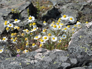 daisies on the  rock