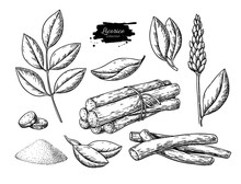 Licorice Vector Drawing. Bunch Of Roots, Plants, Branch With Flower And Leaves. Pile Of Ground Powder.