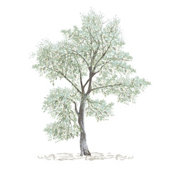 Wall Mural - Olive, maslin (Olea europaea L.), separate tree