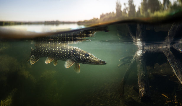 Fishing background. Underwater Pike predator.
